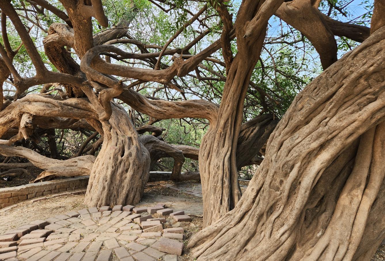 Historical monuments of Harappa