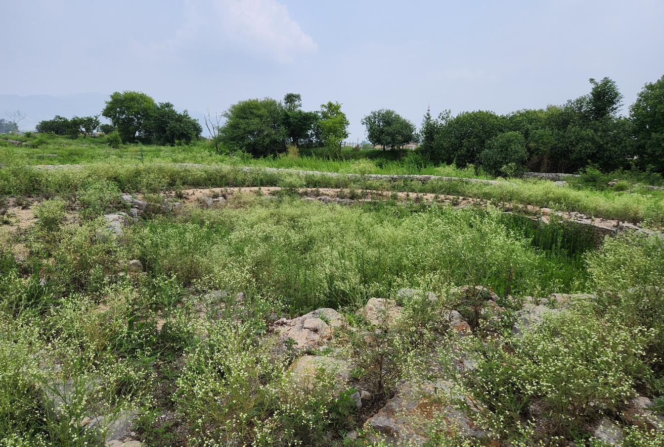 Sirkap defensive fortifications